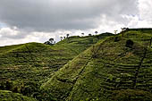Plantations on steep slopes of the Mount Lawu. 